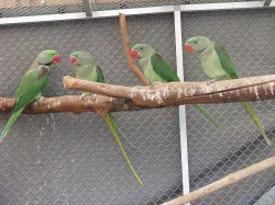 Alexandr velký - Nepálský